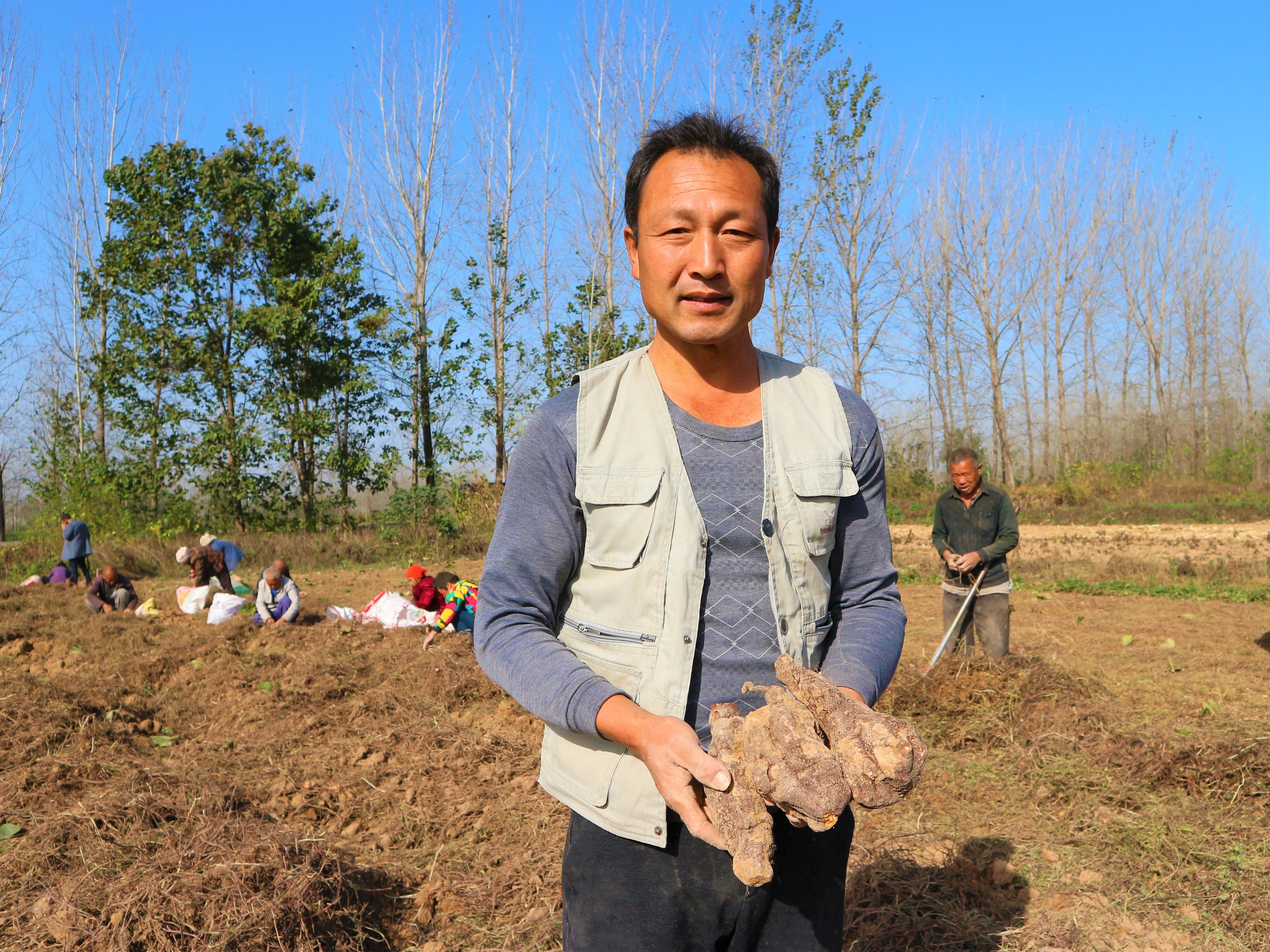 姜的最新价格及市场影响深度解析