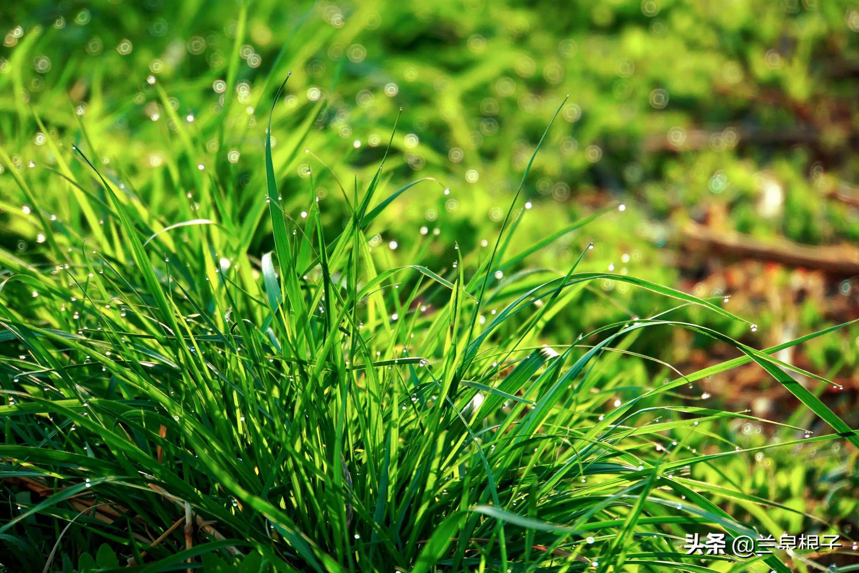 探索小草的奇妙世界，最新地址的无限可能之旅