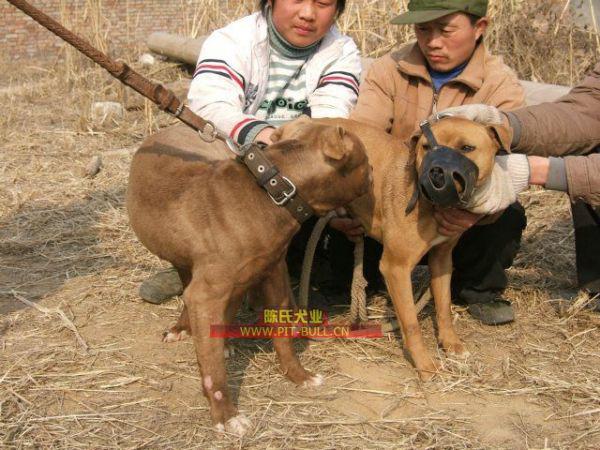 猛犬俱乐部，下载、探索与体验之旅