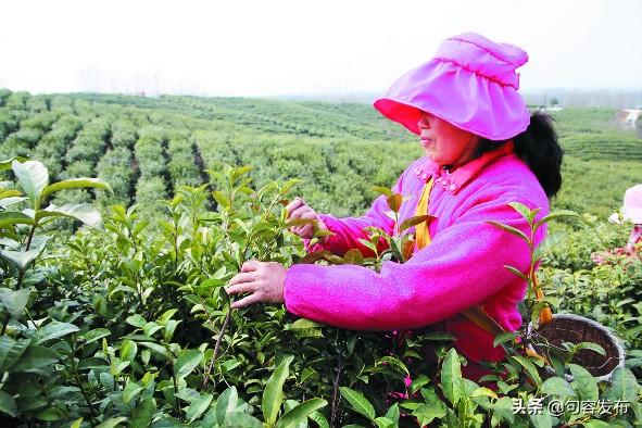 句容下蜀茶场最新招聘信息与职场展望