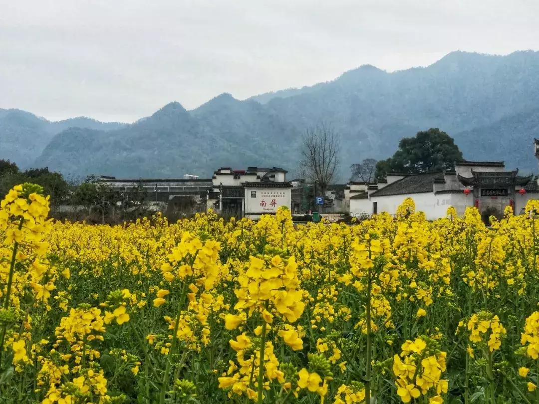 南屏村民委员会，乡村振兴与社区发展的融合实践项目新动态