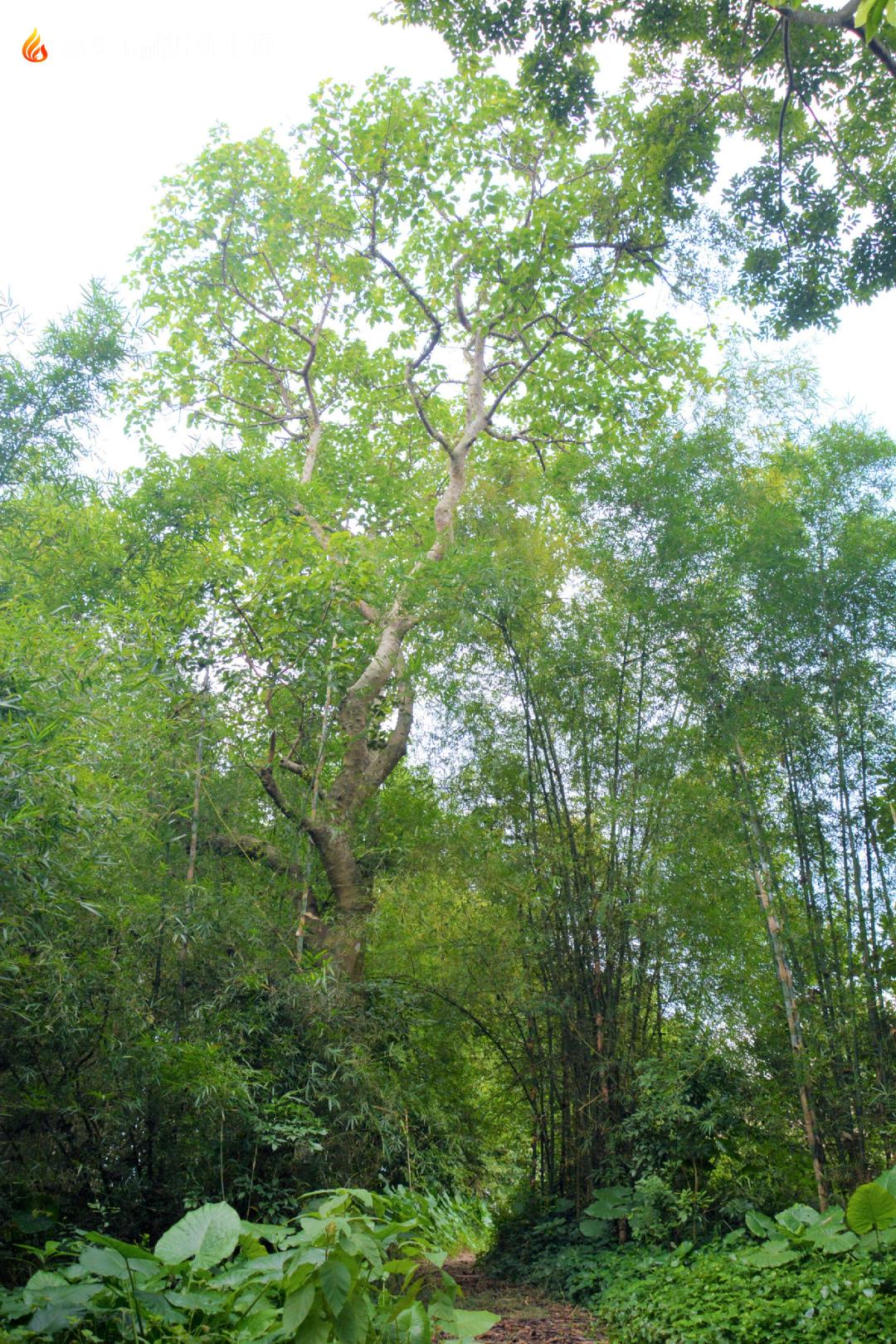 杂色村重塑乡村魅力，引领地方发展新项目启动