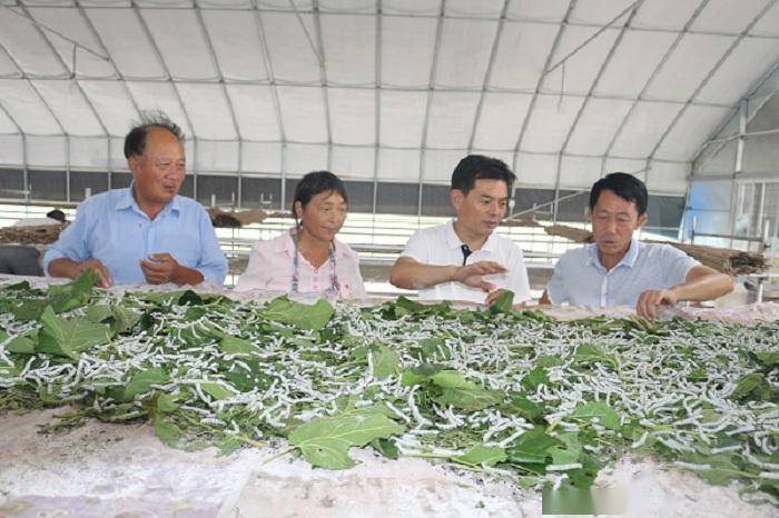 蚕桑场最新动态，创新与发展引领蚕桑产业新篇章